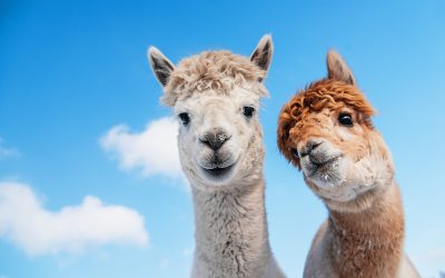 Portrait of two alpacas on the background of blue sky. South Ame